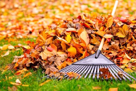 Why Fall and Spring Cleanups Are Essential