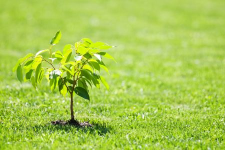 Tree Planting